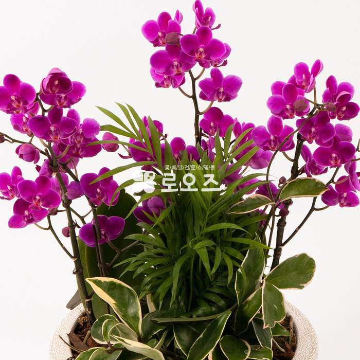 상세이미지