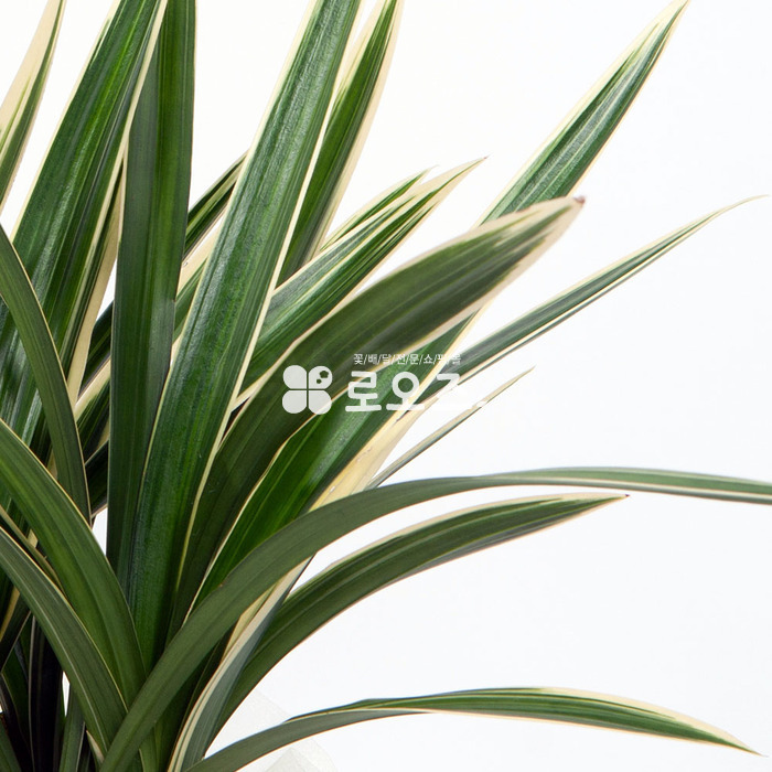 상세이미지