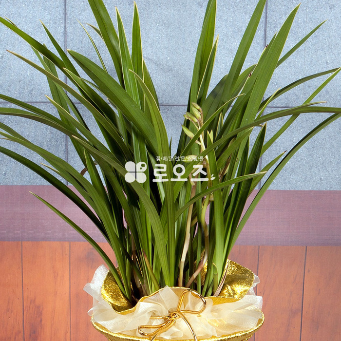상세이미지
