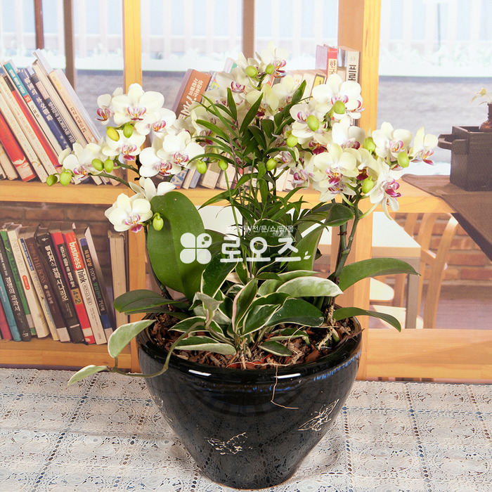 상세이미지