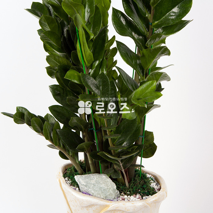 상세이미지