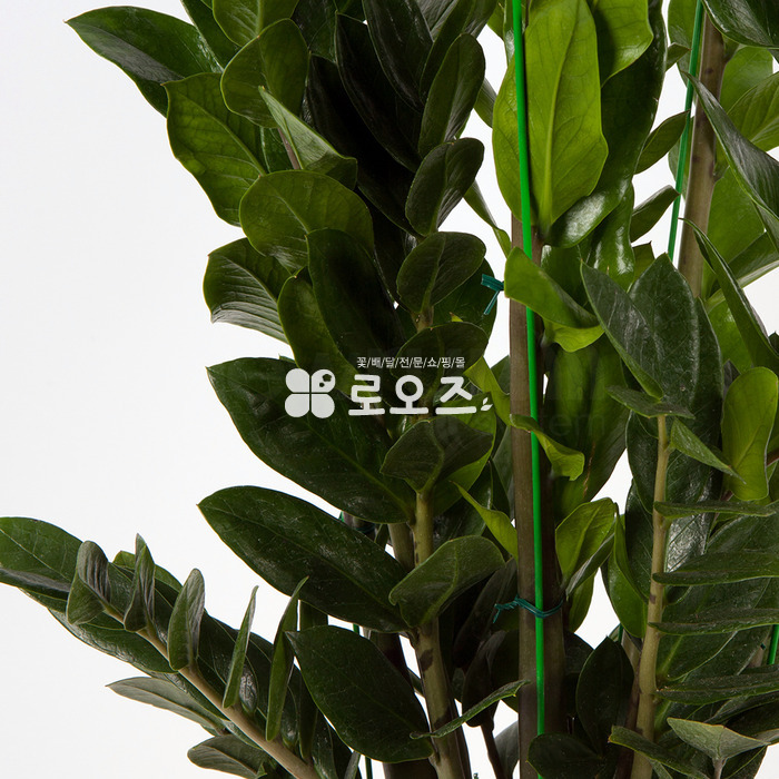 상세이미지