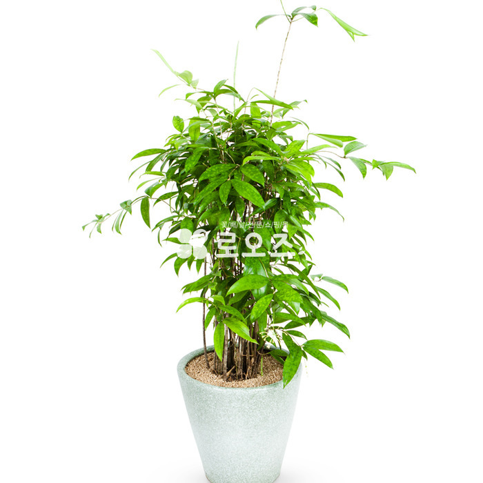상세이미지