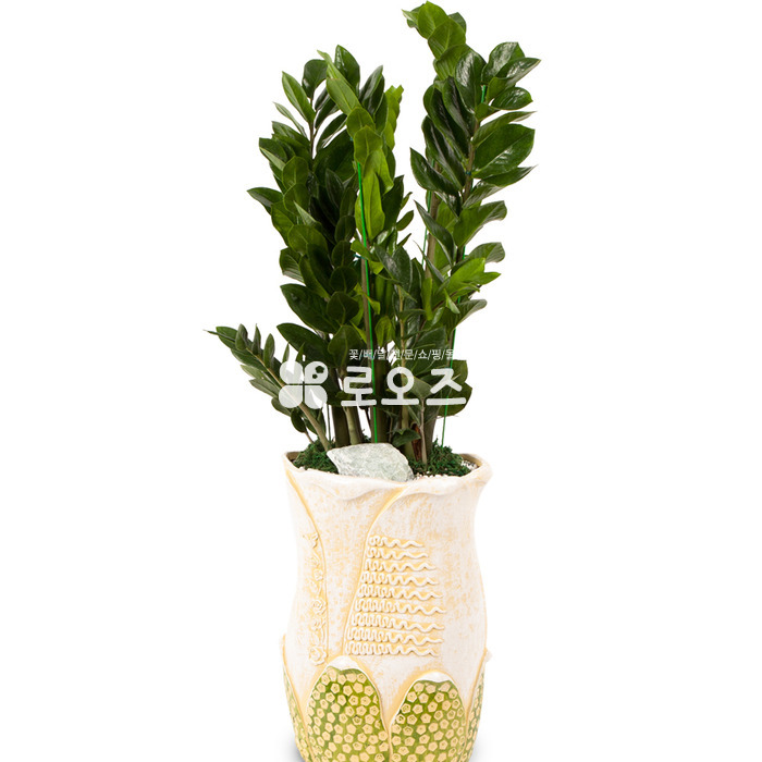 상세이미지