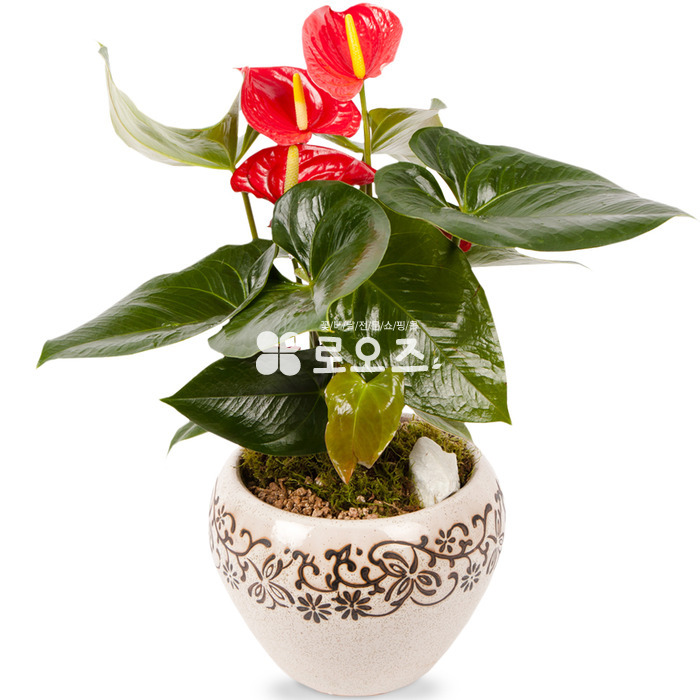 상세이미지