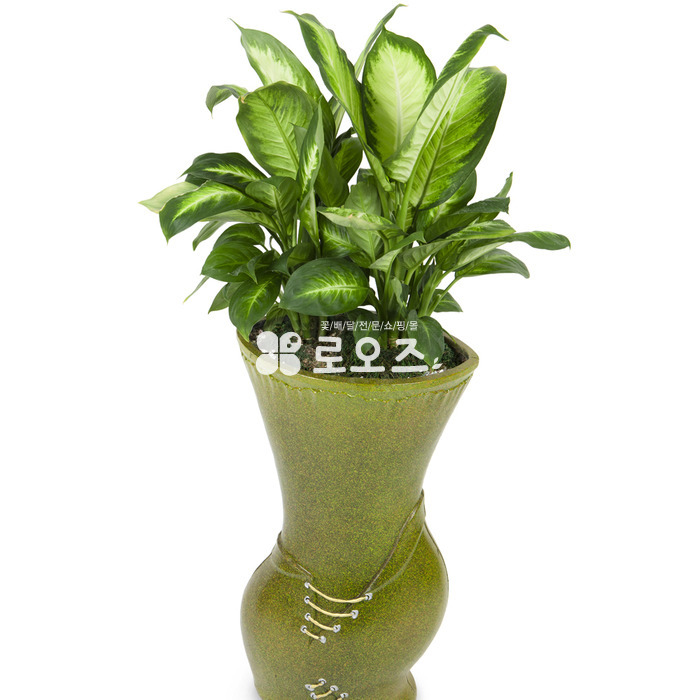 상세이미지