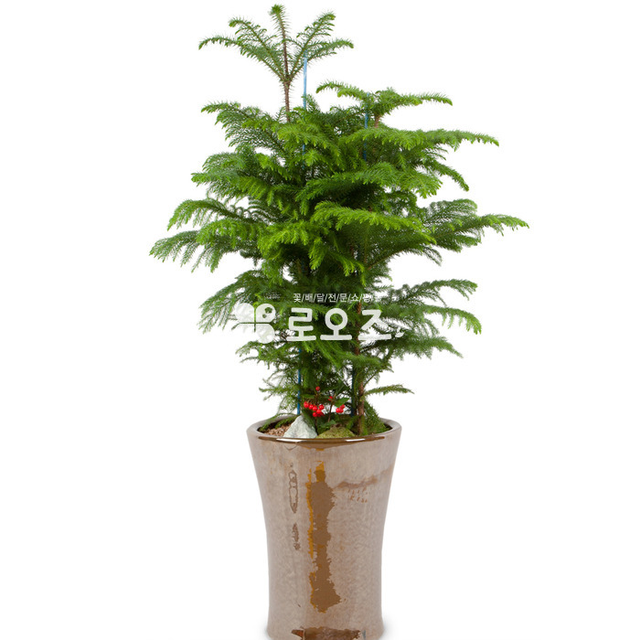 상세이미지
