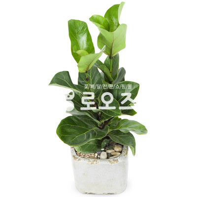 떡갈소형