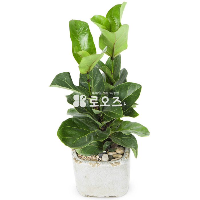 상세이미지