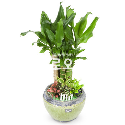 황금죽