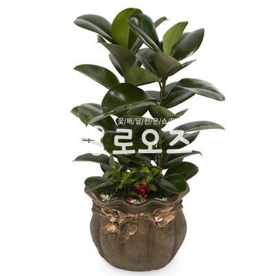 고무나무