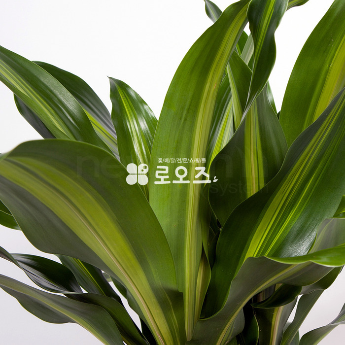 상세이미지