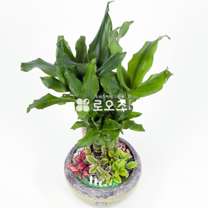 상세이미지