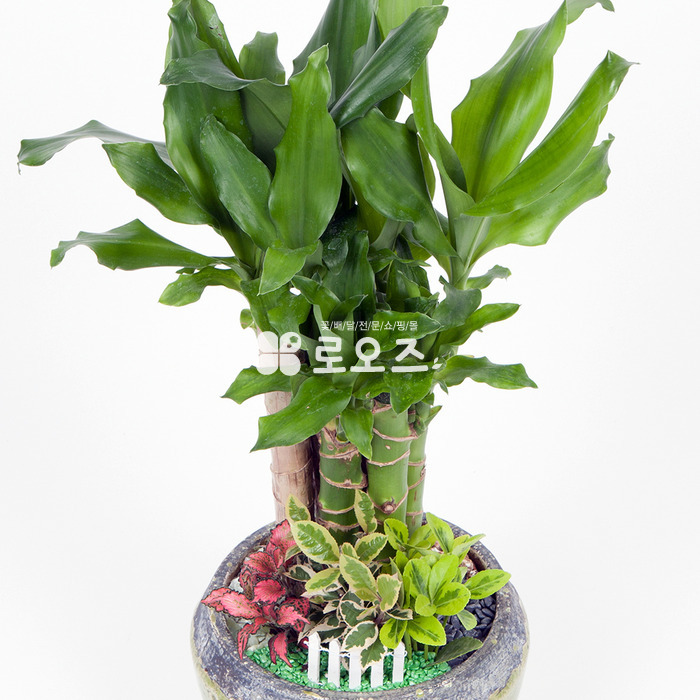상세이미지