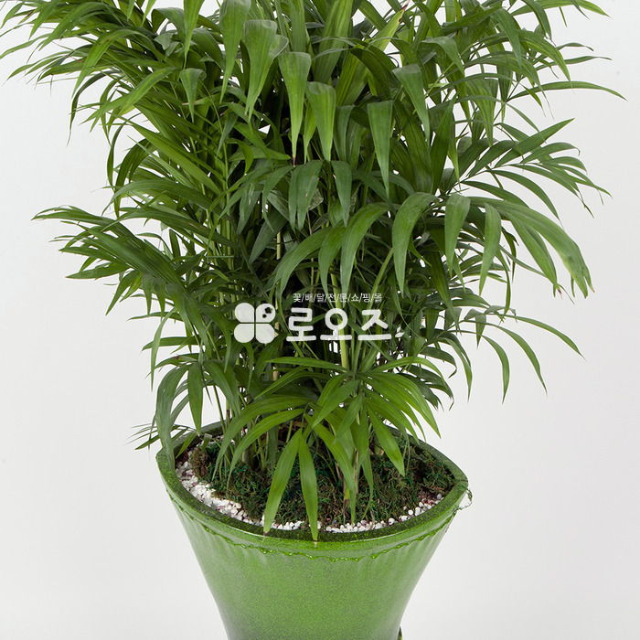 상세이미지