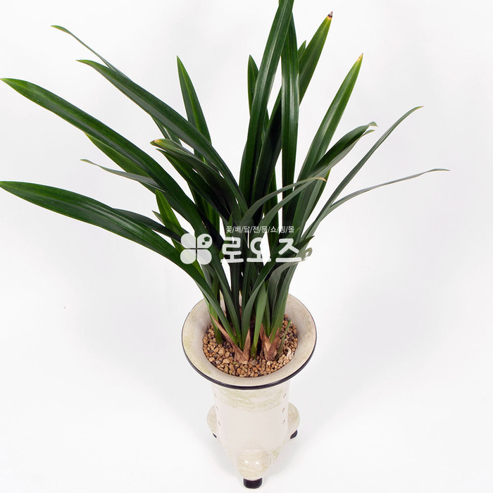 상세이미지