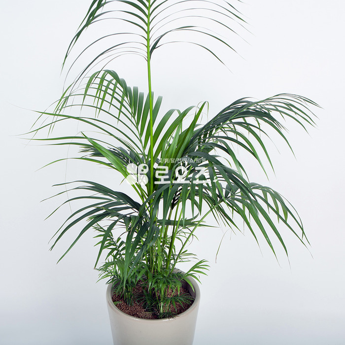 상세이미지