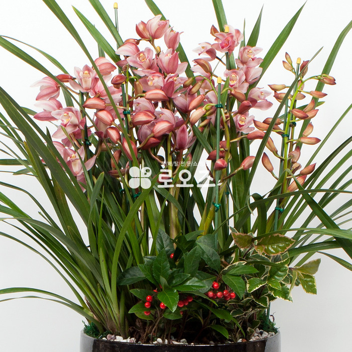 상세이미지