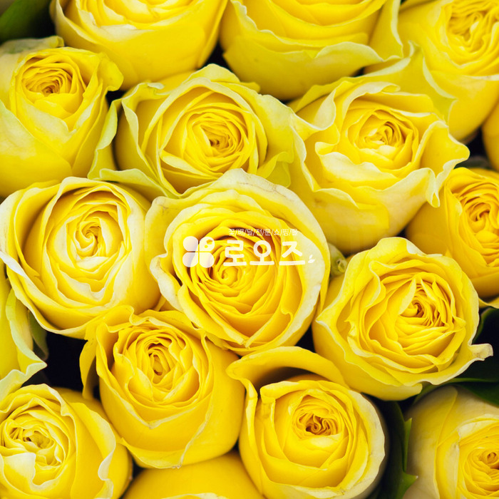 상세이미지