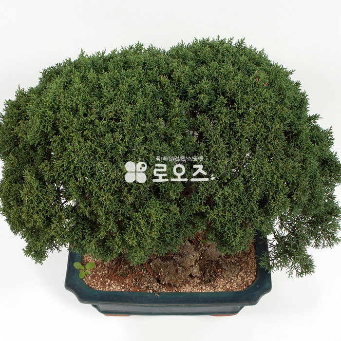 상세이미지