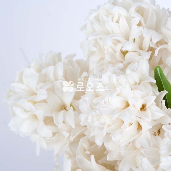 상세이미지