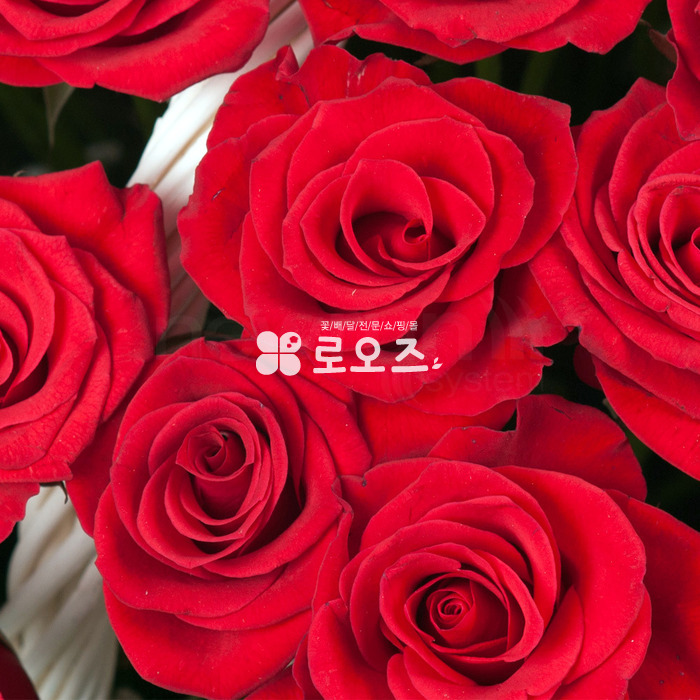 상세이미지