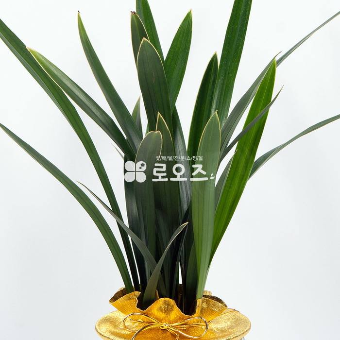 상세이미지