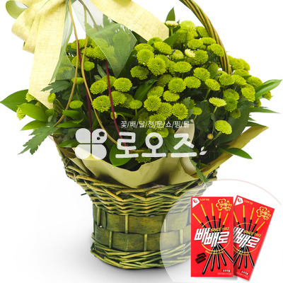 위니아소국 빼빼로