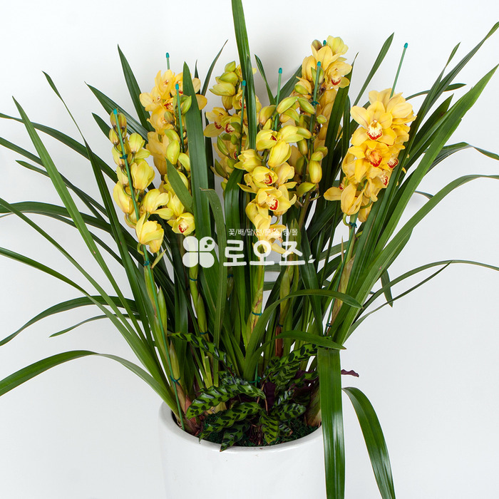 상세이미지