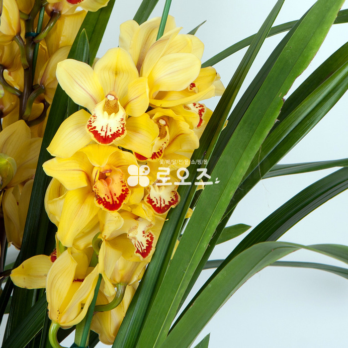 상세이미지