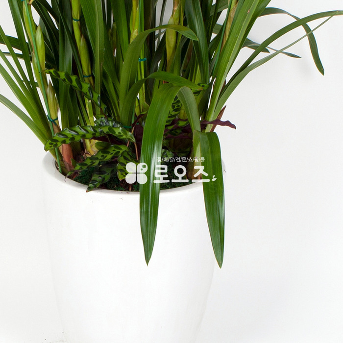 상세이미지