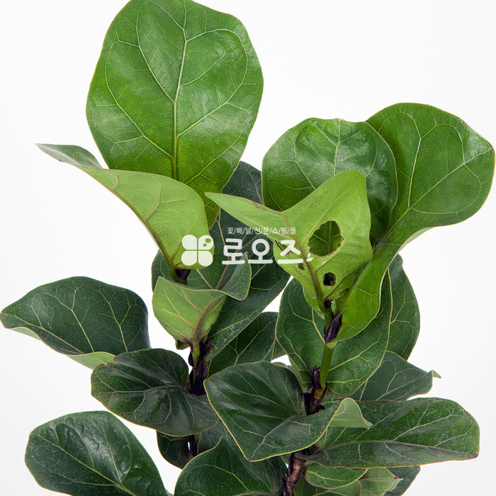 상세이미지