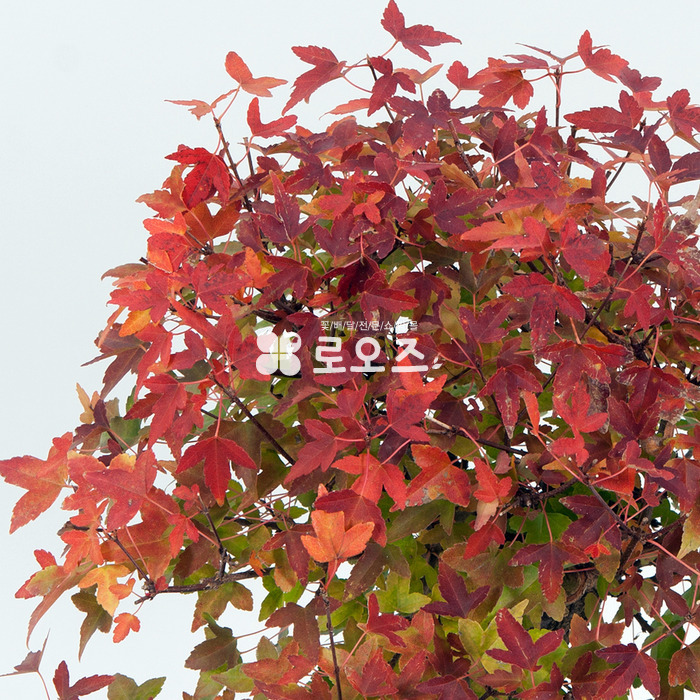 상세이미지