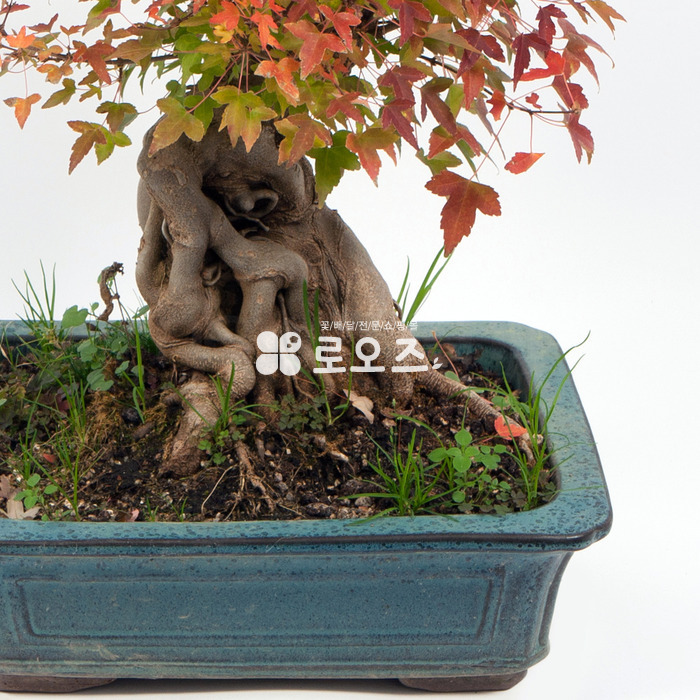 상세이미지