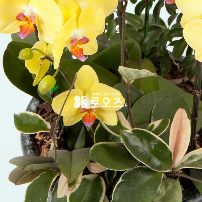 상세이미지