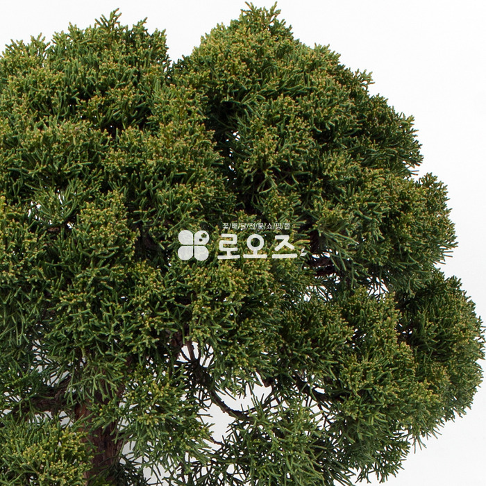 상세이미지