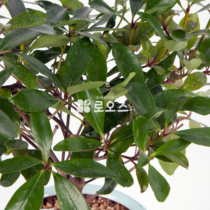 상세이미지
