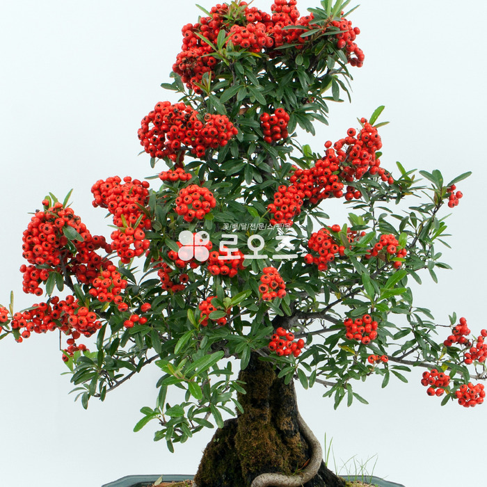 상세이미지