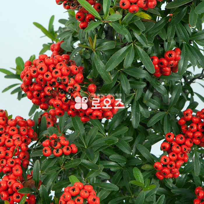 상세이미지