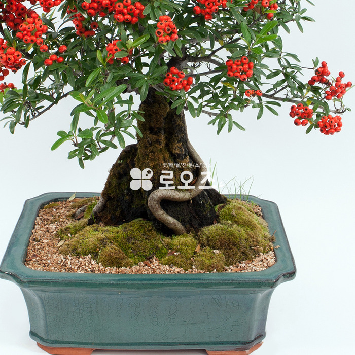 상세이미지