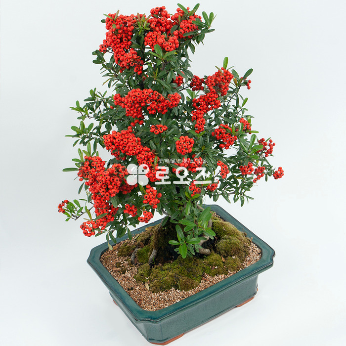 상세이미지