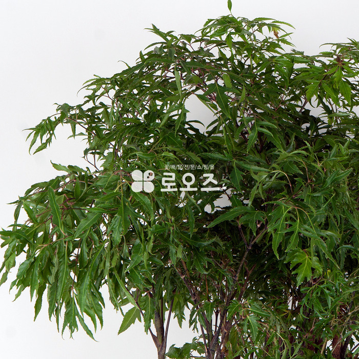 상세이미지