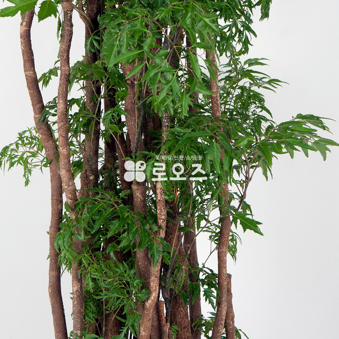 상세이미지
