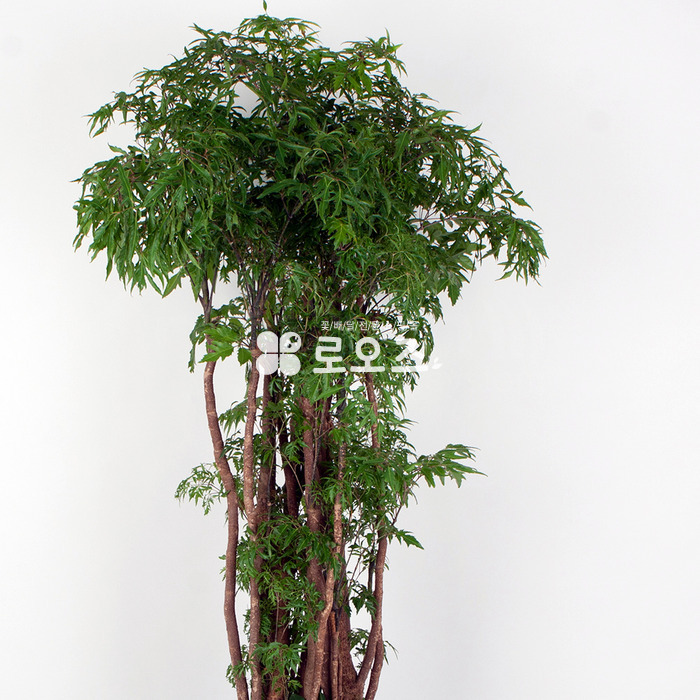 상세이미지