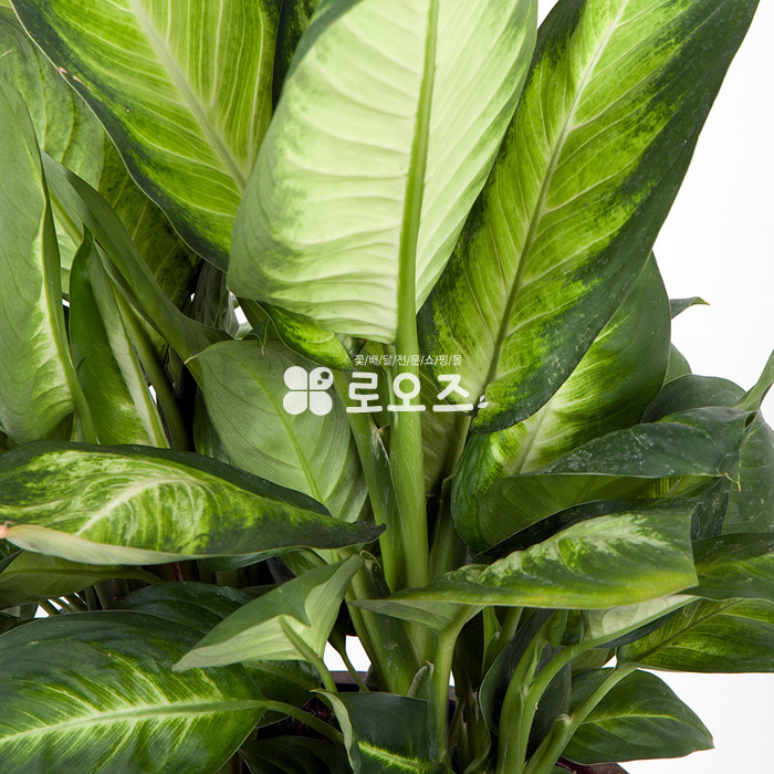상세이미지
