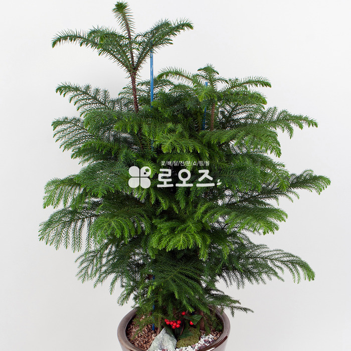 상세이미지