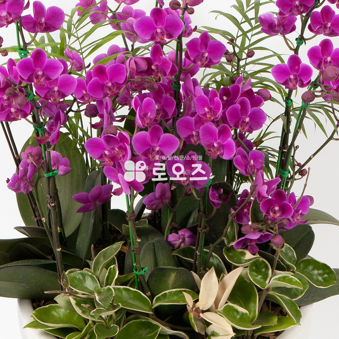 상세이미지