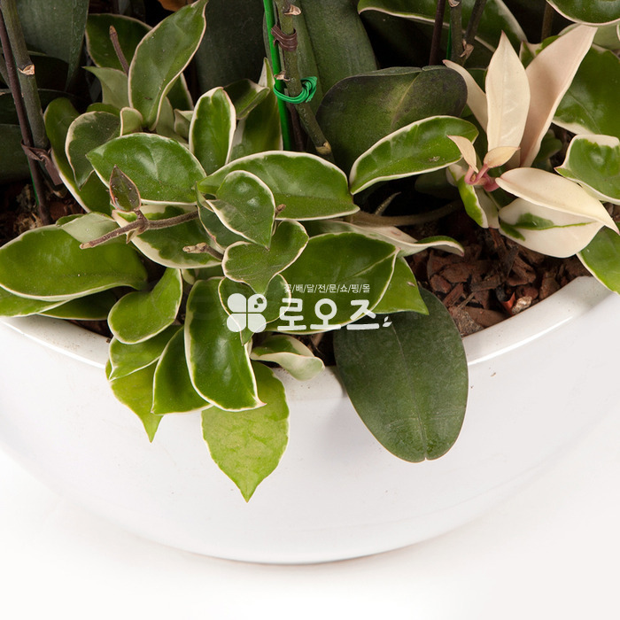 상세이미지