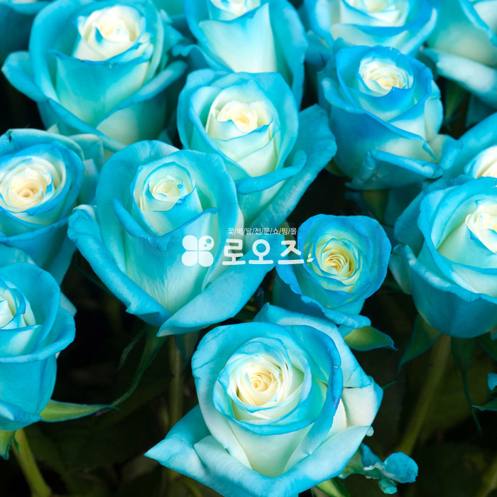 상세이미지