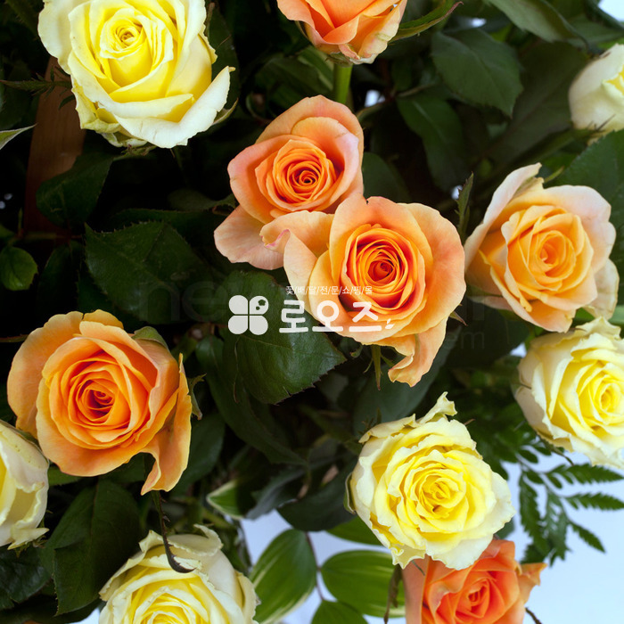 상세이미지